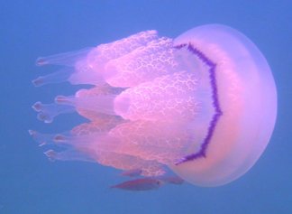 Опасные обитатели Черного моря