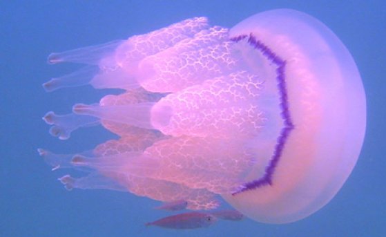 Опасные обитатели Черного моря